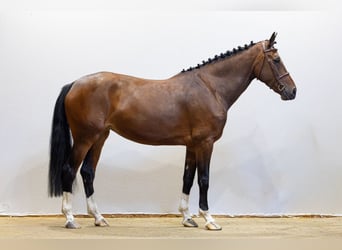 Zangersheider, Stute, 5 Jahre, 167 cm, Brauner