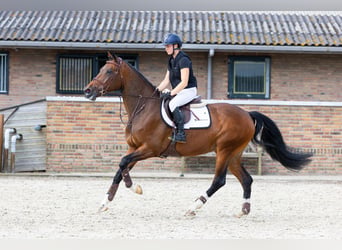 Zangersheider, Stute, 5 Jahre, 167 cm, Brauner
