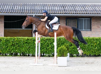 Zangersheider, Stute, 5 Jahre, 167 cm, Brauner