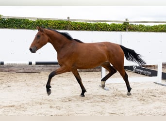 Zangersheider, Stute, 5 Jahre, 167 cm, Brauner