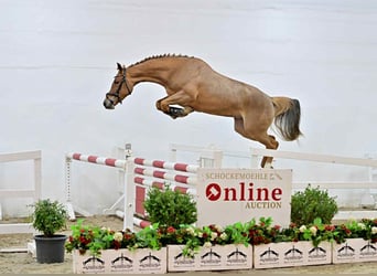 Zangersheider, Stute, 5 Jahre, 167 cm, Fuchs