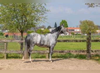 Zangersheider, Stute, 5 Jahre, 167 cm, Schimmel