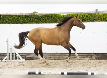 Zangersheider, Stute, 5 Jahre, 168 cm, Brauner