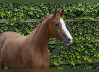 Zangersheider, Stute, 5 Jahre, 168 cm, Fuchs