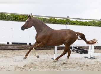 Zangersheider, Stute, 5 Jahre, 168 cm, Fuchs
