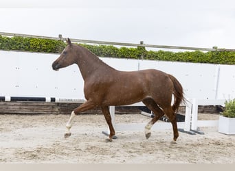 Zangersheider, Stute, 5 Jahre, 168 cm, Fuchs