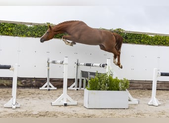 Zangersheider, Stute, 5 Jahre, 168 cm, Fuchs