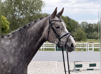 Zangersheider, Stute, 5 Jahre, 169 cm, Apfelschimmel