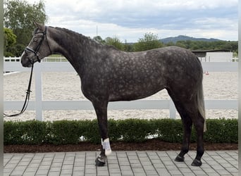 Zangersheider, Stute, 5 Jahre, 169 cm, Apfelschimmel