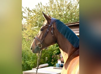 Zangersheider, Stute, 5 Jahre, 169 cm, Brauner