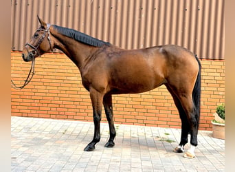 Zangersheider, Stute, 5 Jahre, 169 cm, Brauner