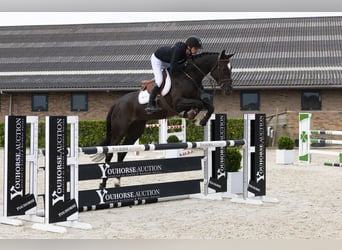 Zangersheider, Stute, 5 Jahre, 169 cm, Rappe