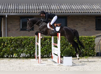 Zangersheider, Stute, 5 Jahre, 169 cm, Rappe
