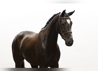 Zangersheider, Stute, 5 Jahre, 169 cm, Rappe