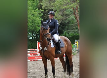 Zangersheider, Stute, 5 Jahre, 170 cm, Brauner
