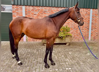 Zangersheider, Stute, 5 Jahre, 170 cm, Brauner