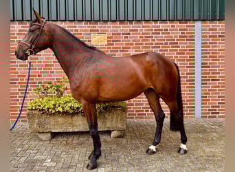 Zangersheider, Stute, 5 Jahre, 170 cm, Brauner