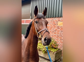Zangersheider, Stute, 5 Jahre, 170 cm, Brauner
