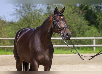 Zangersheider, Stute, 5 Jahre, 170 cm, Dunkelbrauner