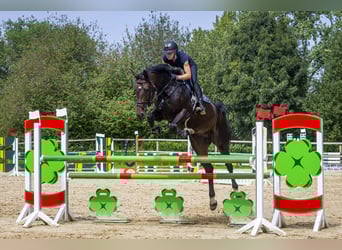 Zangersheider, Stute, 5 Jahre, 170 cm, Dunkelbrauner