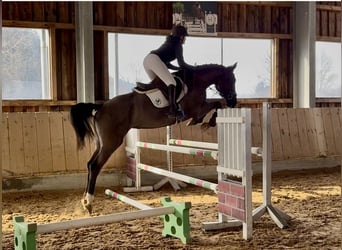 Zangersheider, Stute, 5 Jahre, 170 cm, Rappe