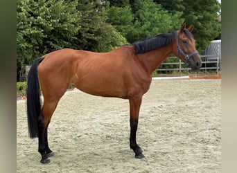Zangersheider, Stute, 5 Jahre, 171 cm, Brauner