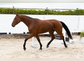 Zangersheider, Stute, 5 Jahre, 171 cm, Brauner