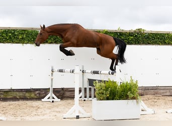 Zangersheider, Stute, 5 Jahre, 171 cm, Brauner