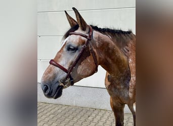 Zangersheider, Stute, 5 Jahre, 171 cm