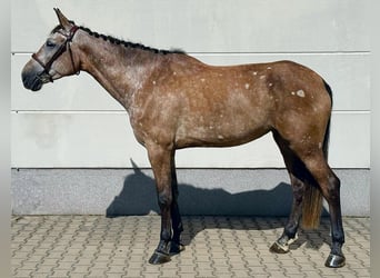 Zangersheider, Stute, 5 Jahre, 171 cm