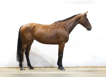 Zangersheider, Stute, 5 Jahre, 174 cm
