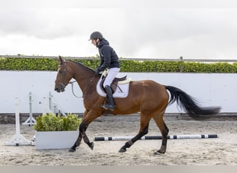 Zangersheider, Stute, 5 Jahre, 174 cm