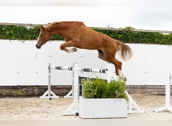 Zangersheider, Stute, 5 Jahre, 177 cm, Fuchs