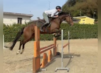 Zangersheider, Stute, 5 Jahre, Brauner