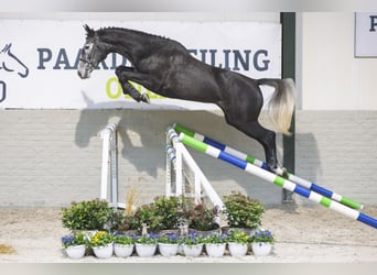 Zangersheider, Stute, 5 Jahre, Schimmel