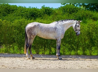 Zangersheider, Stute, 5 Jahre, Schimmel