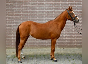 Zangersheider, Stute, 6 Jahre, 141 cm, Fuchs