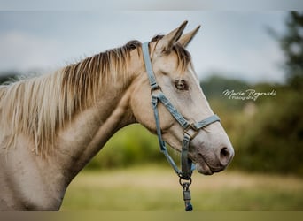 Zangersheider, Stute, 6 Jahre, 155 cm, Champagne
