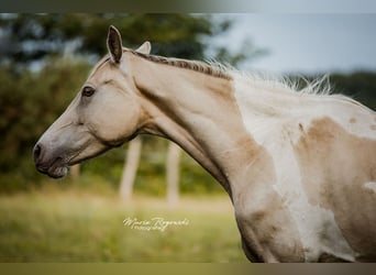 Zangersheider, Stute, 6 Jahre, 155 cm, Champagne