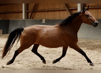 Zangersheider, Stute, 6 Jahre, 157 cm, Brauner
