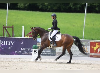Zangersheider, Stute, 6 Jahre, 158 cm, Brauner