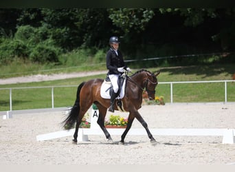 Zangersheider, Stute, 6 Jahre, 158 cm, Brauner