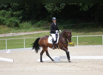 Zangersheider, Stute, 6 Jahre, 158 cm, Brauner