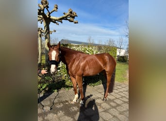 Zangersheider, Stute, 6 Jahre, 160 cm, Dunkelfuchs
