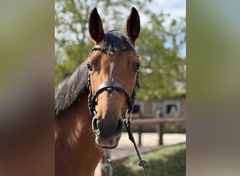 Zangersheider, Stute, 6 Jahre, 161 cm