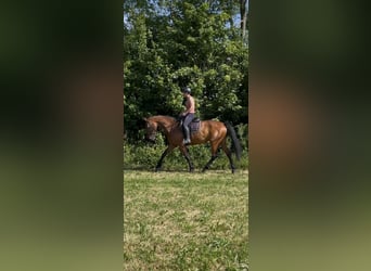 Zangersheider, Stute, 6 Jahre, 162 cm, Brauner