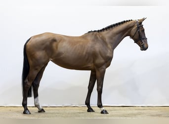 Zangersheider, Stute, 6 Jahre, 162 cm