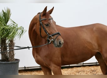Zangersheider, Stute, 6 Jahre, 163 cm, Fuchs