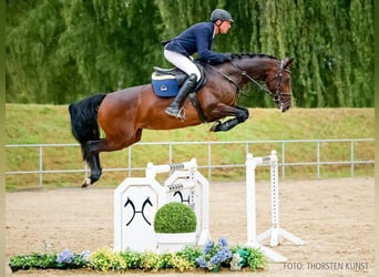Zangersheider, Stute, 6 Jahre, 164 cm, Dunkelbrauner