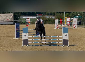 Zangersheider, Stute, 6 Jahre, 164 cm, Rappe